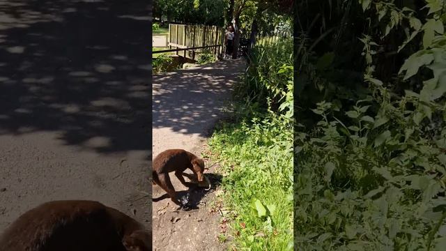 Rollo the patterdale terrier catches massive rat over children's park