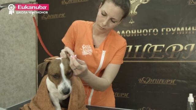Груминг выставочных собак. Урок 2. Уход за гладкошерстной собакой
