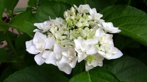 Гортензия Коко. Уникальный проект. Дачные картинки.