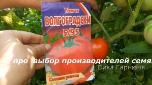 Томат Волгоградский 5/95   местной фирмы , дрянь