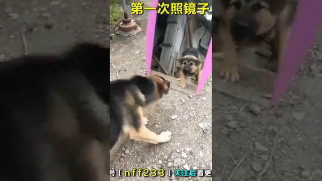 Игра животных с зеркалом!!! смотреть онлайн