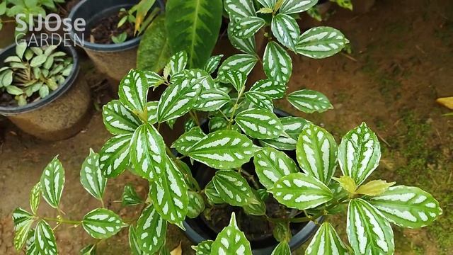 Aluminium Plant | Pilea cadierei | Care and propagation