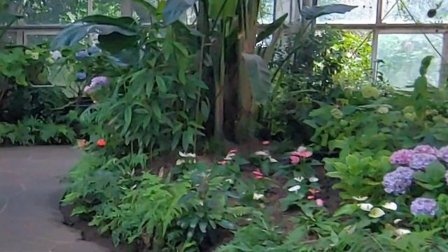 카멜리아힐 제주도| Jeju Island Camellia Hill ~ Summer Preview смотреть онлайн