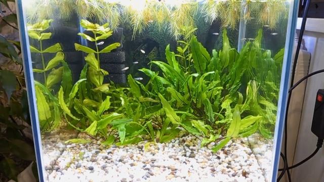 Много малька от золотой моллинезии :-) #NIK_72 смотреть онлайн