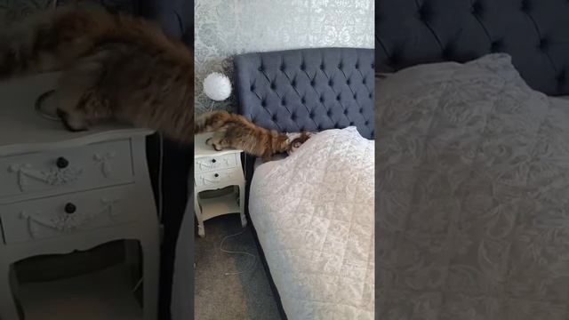 #смешныекошки #забавныеживотные #миркошек #жизнькошек