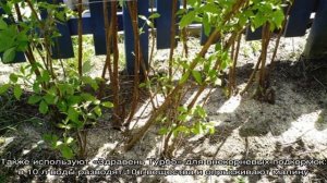 Как, когда и чем подкормить малину весной для хорошего урожая