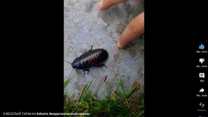 Я весёлый  таракан  я бегу бегу бегу