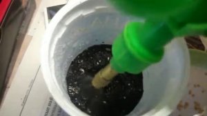 посадка баклажан\ длинный фиолетовый