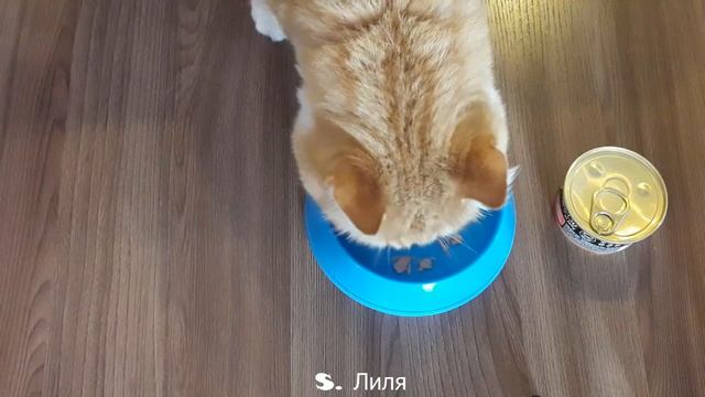 ?Корм "GimCat ShinyCat". Понравится ли моему коту... смотреть онлайн