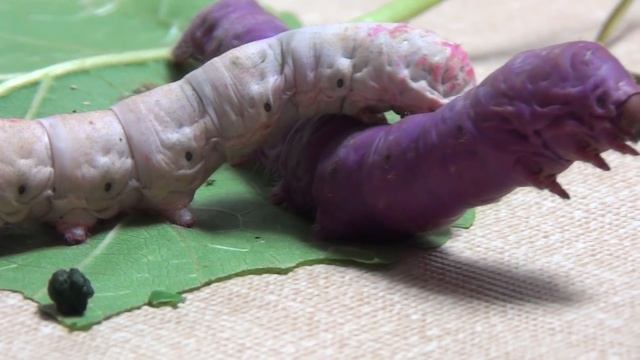 Разноцветные гусеницы. Релакс