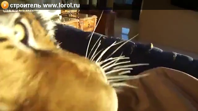 тигр в квартире смотреть онлайн