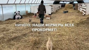 Котики под санкциями