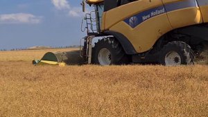 Уборка льна очёсывающей жаткой. Результат порадовал. No-till 20.08.2020