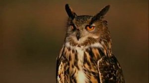 МАСОНСКИЕ СИМВОЛЫ, ЖЕСТЫ, РУКОПОЖАТИЕ; ЧИСЛО ЗВЕРЯ 666. ИЛЛЮМИНАТЫ.