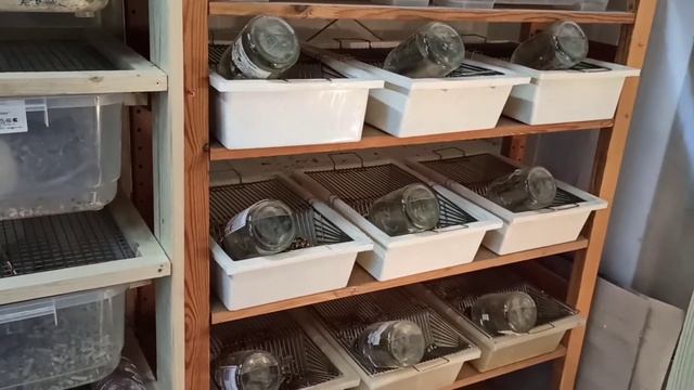 Рассадила мышей рожать//Нетипичная ферма смотреть онлайн