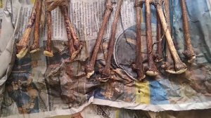 Простейший способ укоренения черенков винограда, методом "бурито".