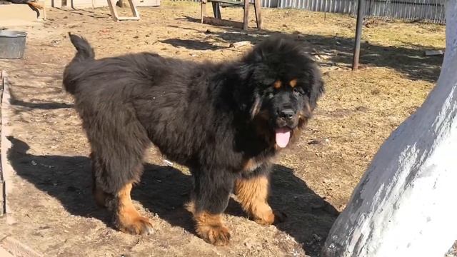 Щенки тибетского мастифа 100 Китай смотреть онлайн