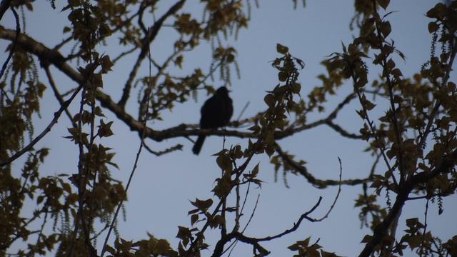 Черный дрозд. смотреть онлайн