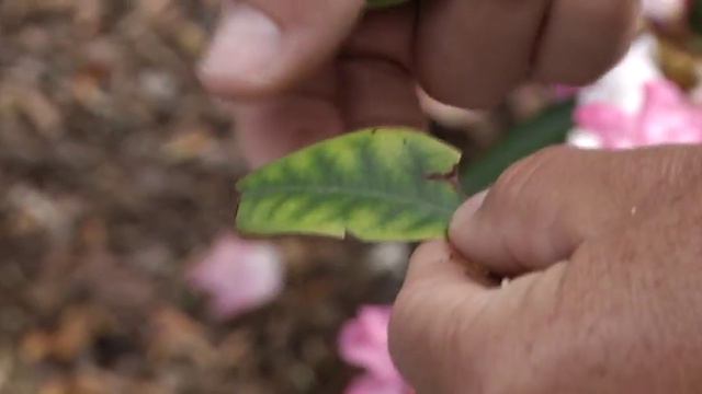 Lintl Gartentipp | Rhododendren смотреть онлайн