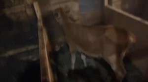 Племенной бычок джерси