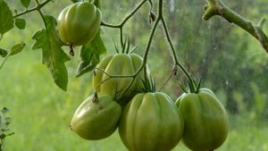 Томат Сто пудов