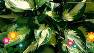 Хоста гибридная Морнинг Лайт. Краткий обзор, описание характеристик hosta Morning Light