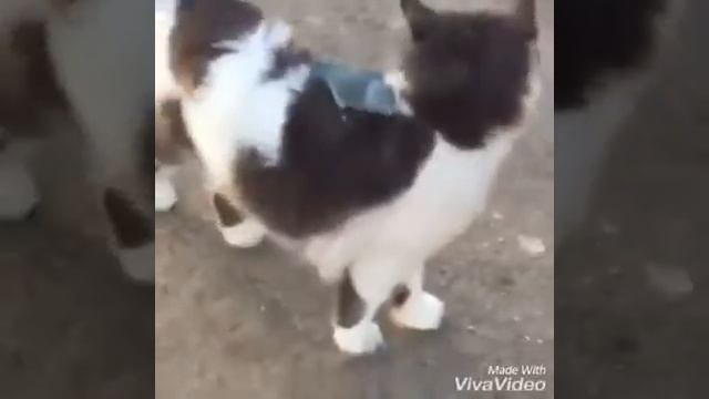 Дружеские отношения домашних друзей