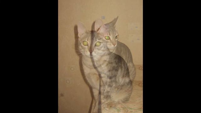 Наши Кошандры и др. други человека смотреть онлайн