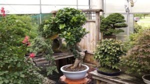 Grafted Ficus - CT0113GF