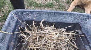 СОБИРАЮ И ВЫБИВАЮ ЖИТО БЕЗ КОМБАЙНА//ЛЕГКО И ПРОСТО//самый простой способ//