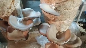 Первый опыт выращивания грибов вешенка в домашних условиях на рисовой шелухе