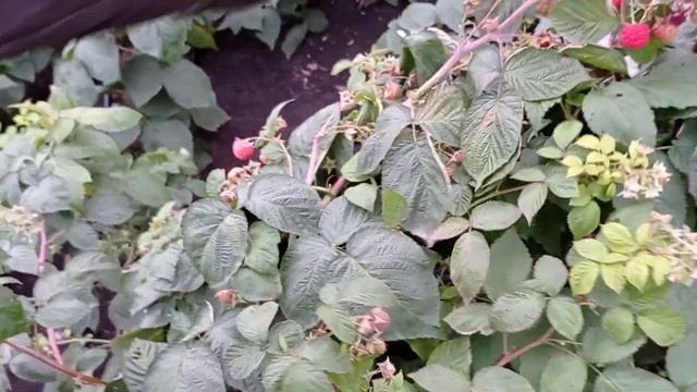 Ремонтантные сорта малины Квелли и Амира в октябре!!! смотреть онлайн