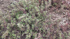 Почвопокровные растения "Очитки (Седумы)" Groundcover "stonecrop (sedum)"