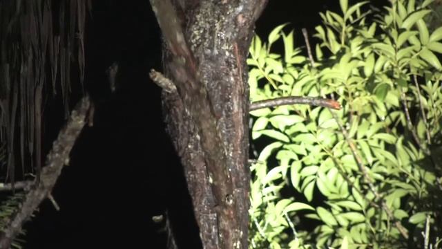 GIANT OWL Talking to a Barred Owl Call смотреть онлайн