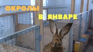 Окролы в любое время года. ЛПХ Моряк