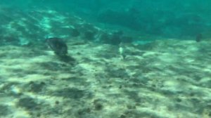 Utopia Beach Club 4*. Марса Алам. Єгипет.Пляж. Море.