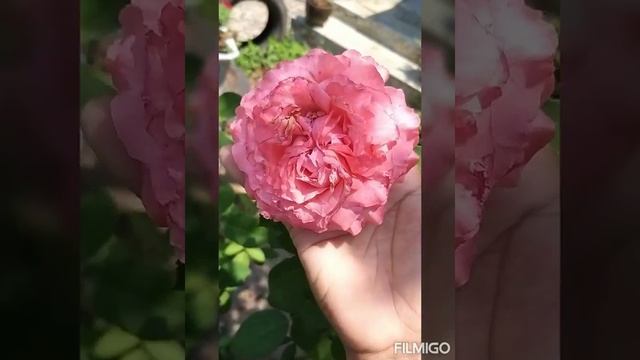 Hồng Nhật corail gelee rose