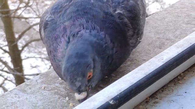 Славянск. 16 марта 2022 смотреть онлайн