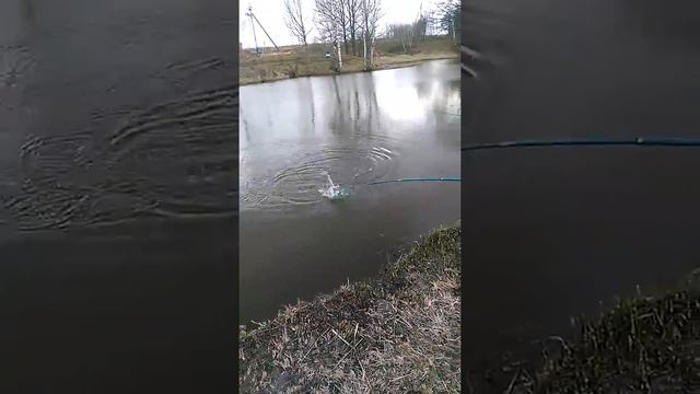 Платная рыбалка в Запрудном