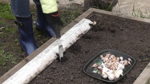 Как и когда  сажать озимый ЧЕСНОК. Я сажаю.