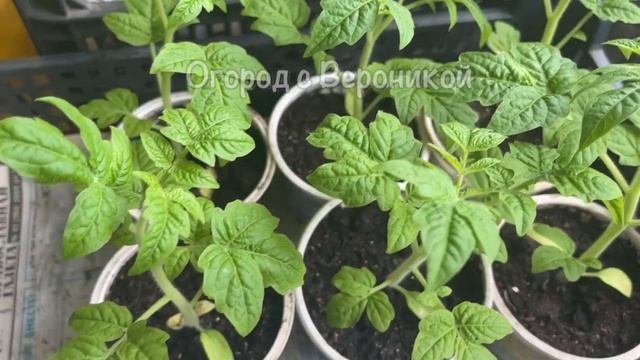 Всего 2 КАПЛИ - и даже ДОХЛАЯ рассада оживает, прет вовсю и не болеет!