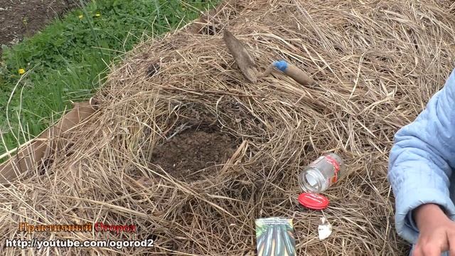 Огромный урожай кабачков без прополки и перекопки!