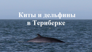 Дельфины и КИТЫ в ТЕРИБЕРКЕ | Рыбалка в Баренцевом море, Мурманская область | Морская Часть 2