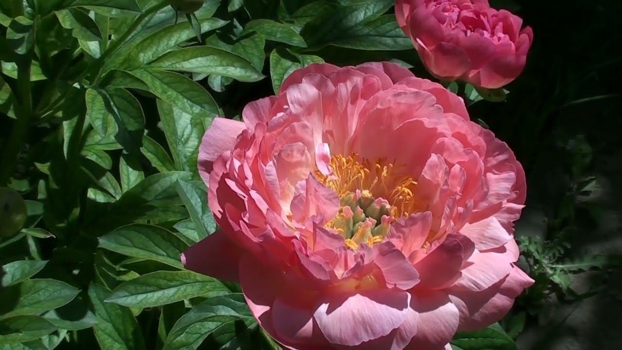 Изменение цвета у пиона Корал Сансет за период цветения.Коралловый,розовый,желтый... смотреть онлайн