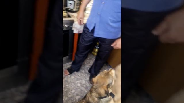 Когда любимый - #повар! Шикарные #котлеты_по-киевски на косточке!!! смотреть онлайн