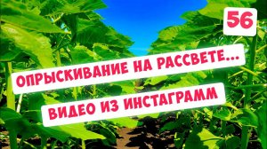 Опрыскивание подсолнечника на рассвете ...