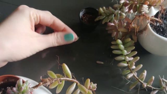 SEDUM RUBROTINCTUM CARE TIPS. How To Grow Jelly Bean Sedum Indoors. смотреть онлайн