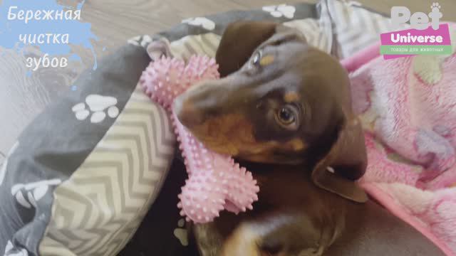 PU3016PK Игрушка для собак Pet Universe Мини косточка, размер 12*6 см смотреть онлайн