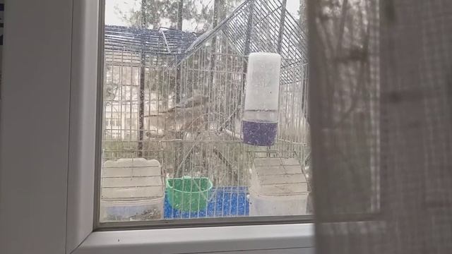 Щегол: самка или самец 2 смотреть онлайн