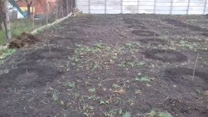 Фундук Трапезунд.Поздняя посадка.